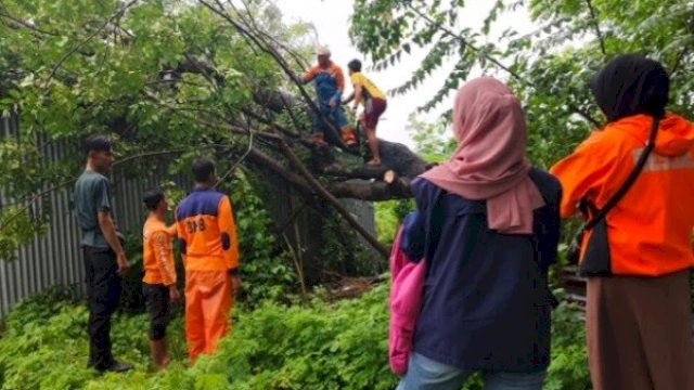 Cuaca Buruk, BPBD Makassar Tangani Sejumlah Pohon Tumbang