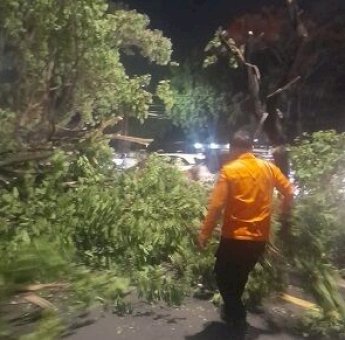 Respons Cepat BPBD Makassar Atasi Pohon Tumbang di Tamalanrea