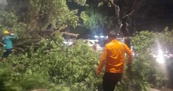 Respons Cepat BPBD Makassar Atasi Pohon Tumbang di Tamalanrea