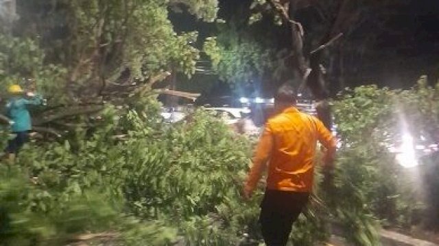 Respons Cepat BPBD Makassar Atasi Pohon Tumbang di Tamalanrea