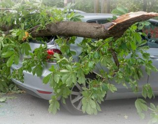 DLH Makassar Imbau Warga Waspadai Pohon Tumbang Saat Cuaca Ekstrem