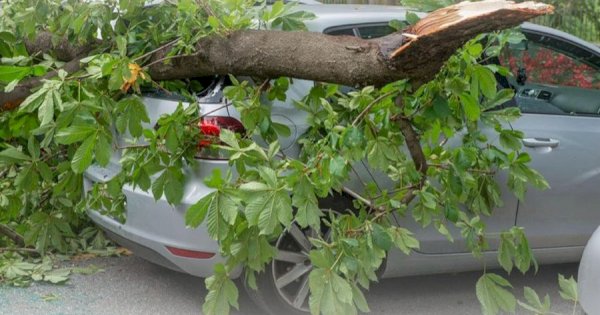DLH Makassar Imbau Warga Waspadai Pohon Tumbang Saat Cuaca Ekstrem