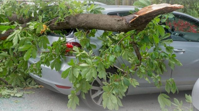 DLH Makassar Imbau Warga Waspadai Pohon Tumbang Saat Cuaca Ekstrem