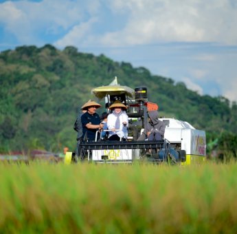 Panen Raya Pinrang, Produktivitas Padi Tembus 6,8 Ton per Hektare