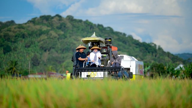 Panen Raya Pinrang, Produktivitas Padi Tembus 6,8 Ton per Hektare