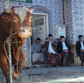 7.663 Hewan Kurban Didistribusikan di Makassar, Sapi Presiden Berbobot 923 Kg