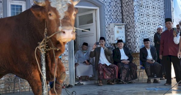 7.663 Hewan Kurban Didistribusikan di Makassar, Sapi Presiden Berbobot 923 Kg
