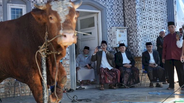 7.663 Hewan Kurban Didistribusikan di Makassar, Sapi Presiden Berbobot 923 Kg