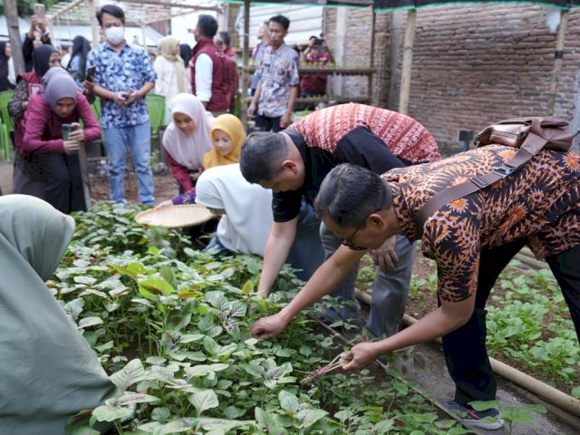Tinjau Urban Farming Tallo, Munafri: Lahan Terbatas Bisa Jadi Sumber Penghasilan