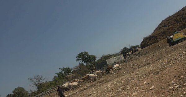 Kolaborasi DLH-PD Pasar Makassar Raya, Kandangkan Sapi di TPA Tamangapa Tak Lagi Makan Sampah