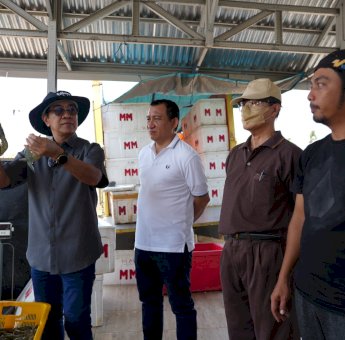 Unhas Panen 60 Ton Udang Vaname dari 11 Kolam Tambak di Jeneponto