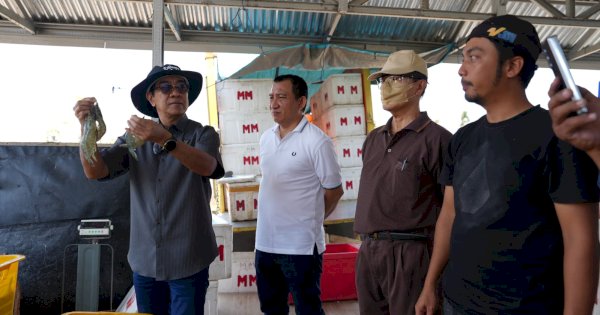 Unhas Panen 60 Ton Udang Vaname dari 11 Kolam Tambak di Jeneponto