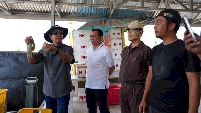 Unhas Panen 60 Ton Udang Vaname dari 11 Kolam Tambak di Jeneponto