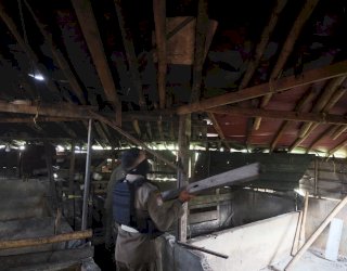 Pemkot Makassar Tertibkan Peternakan Babi di Panaikang, Fasilitasi Pemindahan Ternak