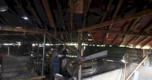 Pemkot Makassar Tertibkan Peternakan Babi di Panaikang, Fasilitasi Pemindahan Ternak