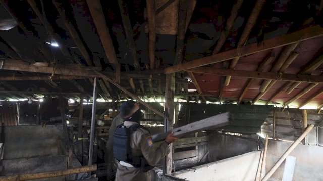 Pemkot Makassar Tertibkan Peternakan Babi di Panaikang, Fasilitasi Pemindahan Ternak